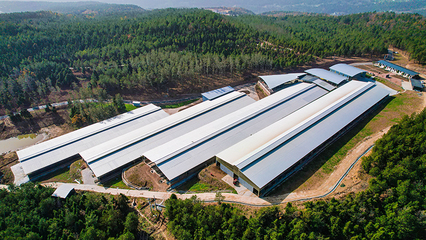 綠色引擎驅(qū)動鄉(xiāng)村蝶變——昭化區(qū)探索生態(tài)材料銷售與鄉(xiāng)村振興融合新路徑